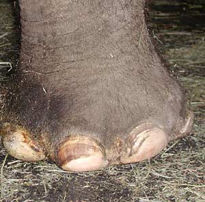 elephant-fut.jpg