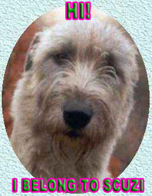loldog1.jpg