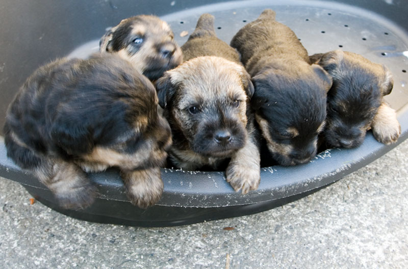 puppies7.jpg