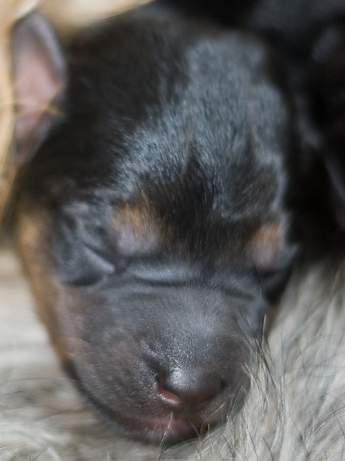 puppy2.jpg